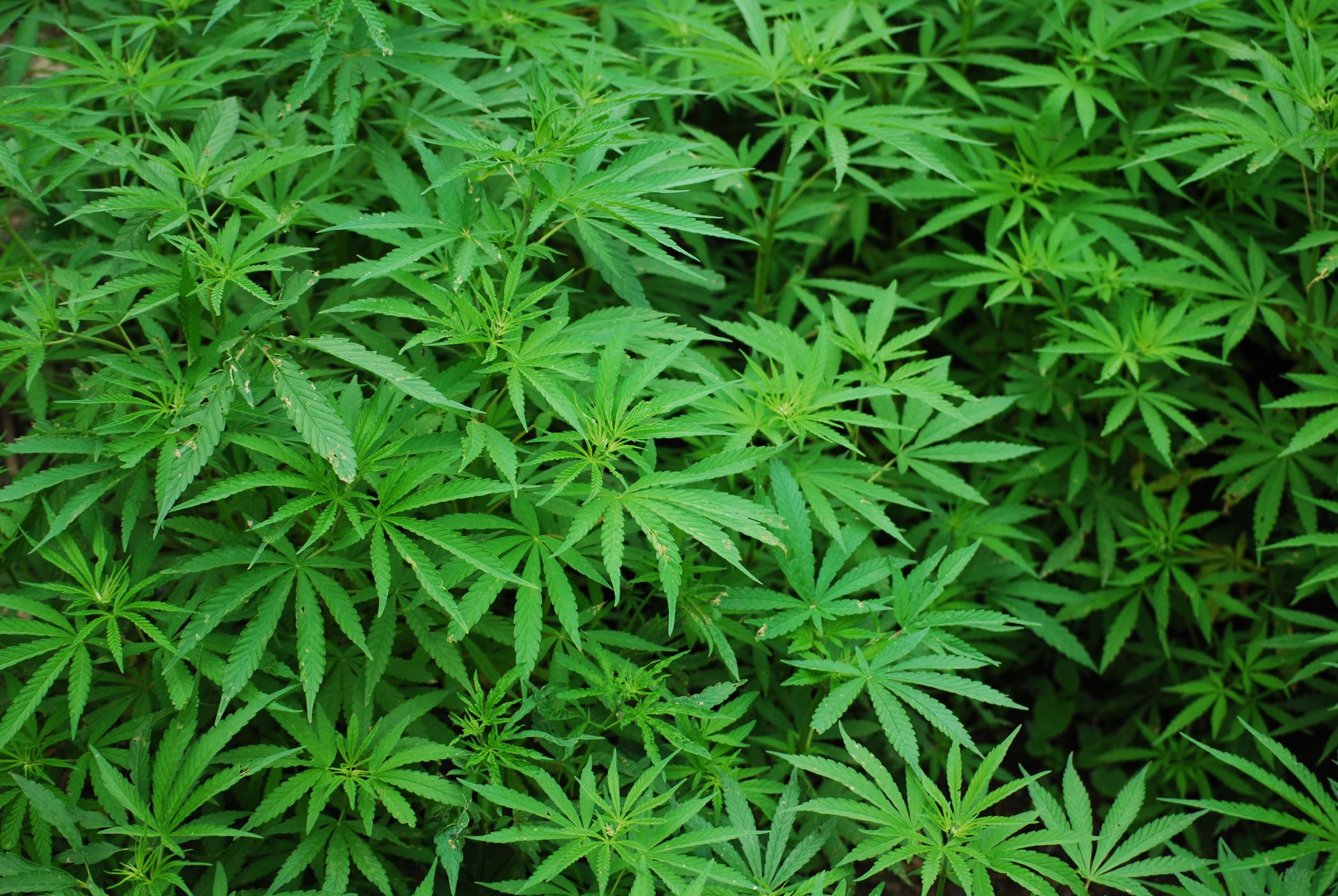 foliage-1157792