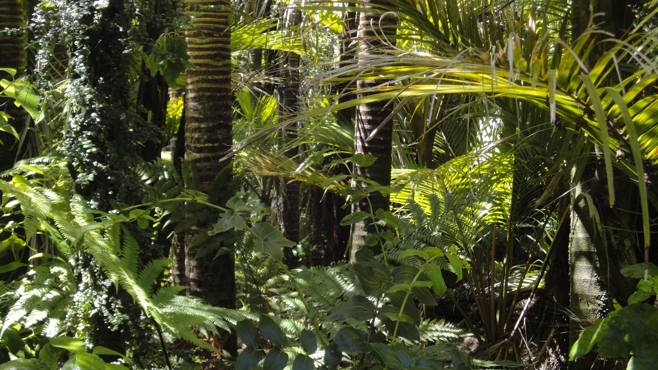 rainforest-78516